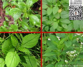 敗醬草種子價格、圖片及種植技術全解析——江蘇沭陽長景園林苗木場專業指南