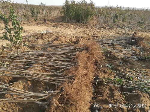 櫻桃樹種植全攻略 關注渠道、樹苗購買與種植技術咨詢指南