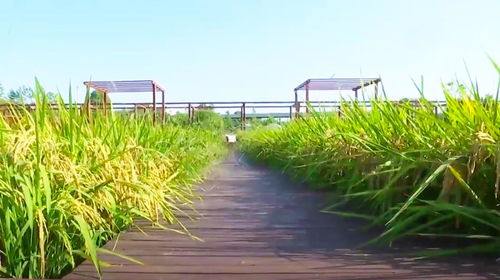 武漢新洲郊區生態觀光農場 綠色田園，豐收喜悅
