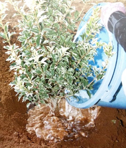 栽種小樹苗，掌握4個技術要領，來年小樹定會順利開花結果